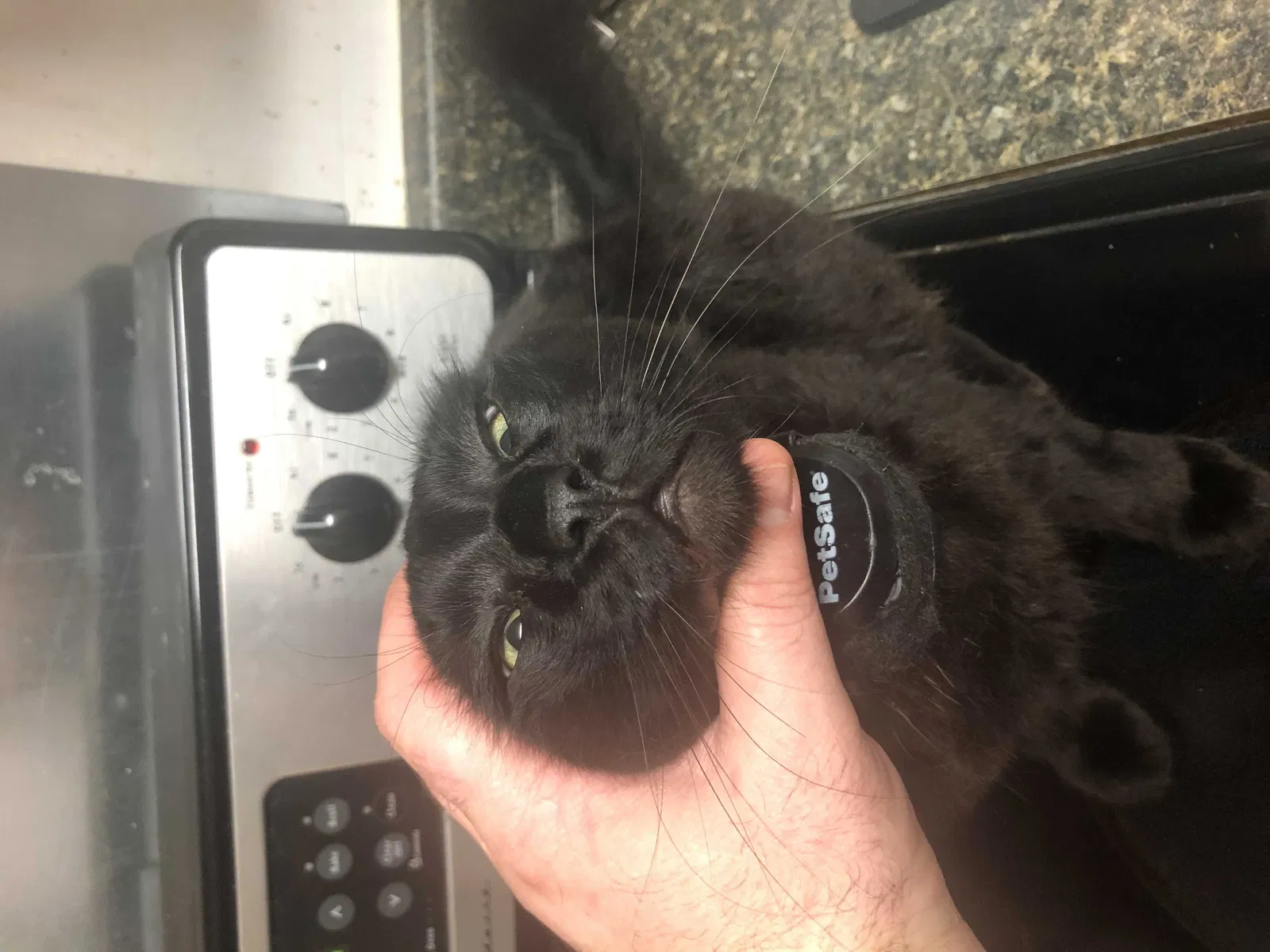 Lost cat in New Orleans, LA, 70125
