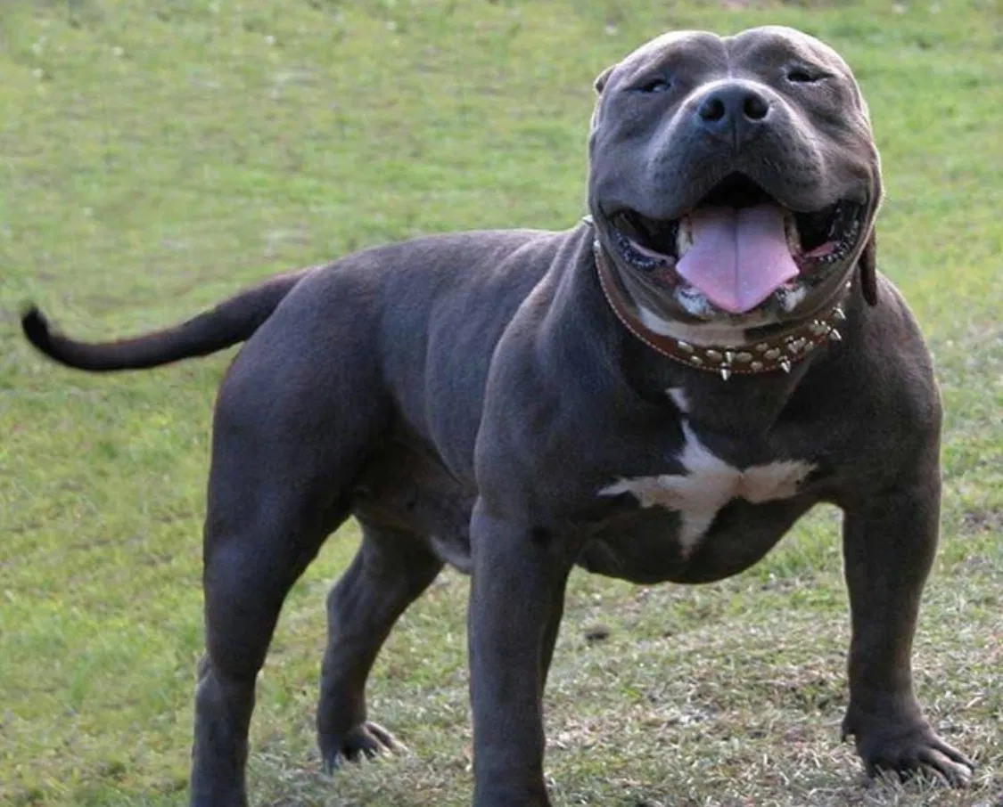 Lost dog in Hallsville, TX, 75650