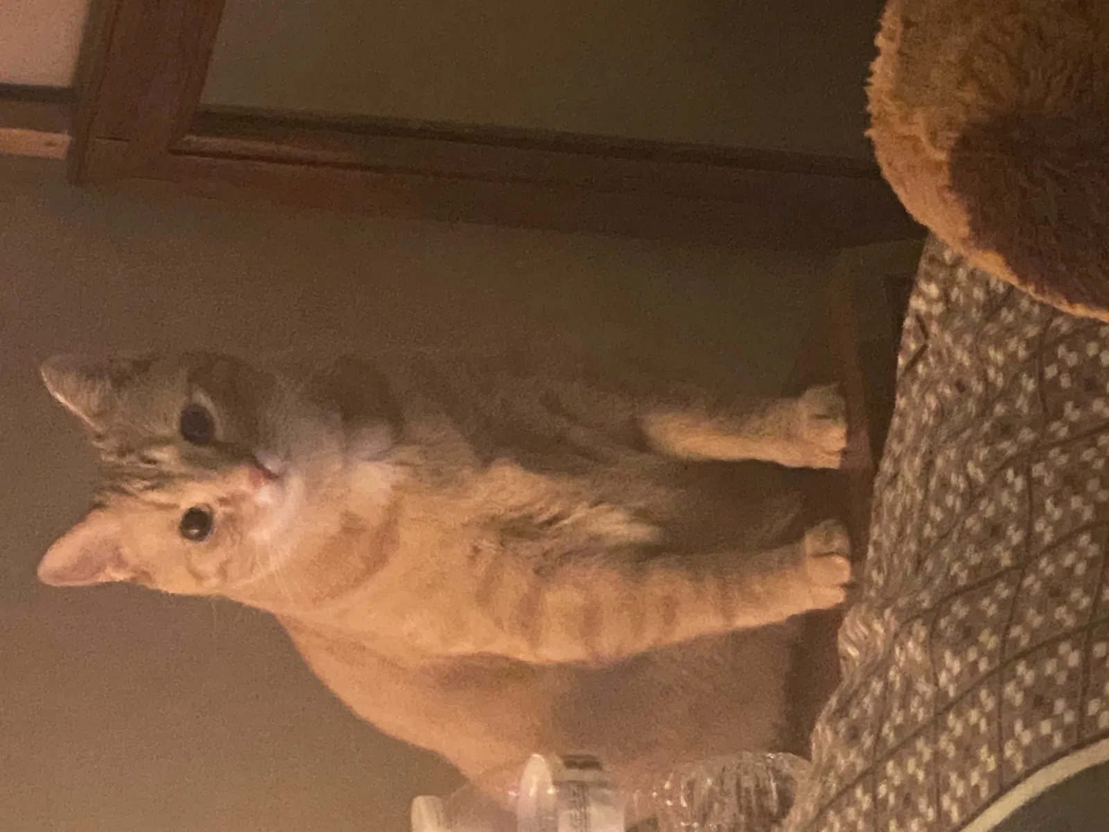 Lost cat in Knoxville, TN, 37912