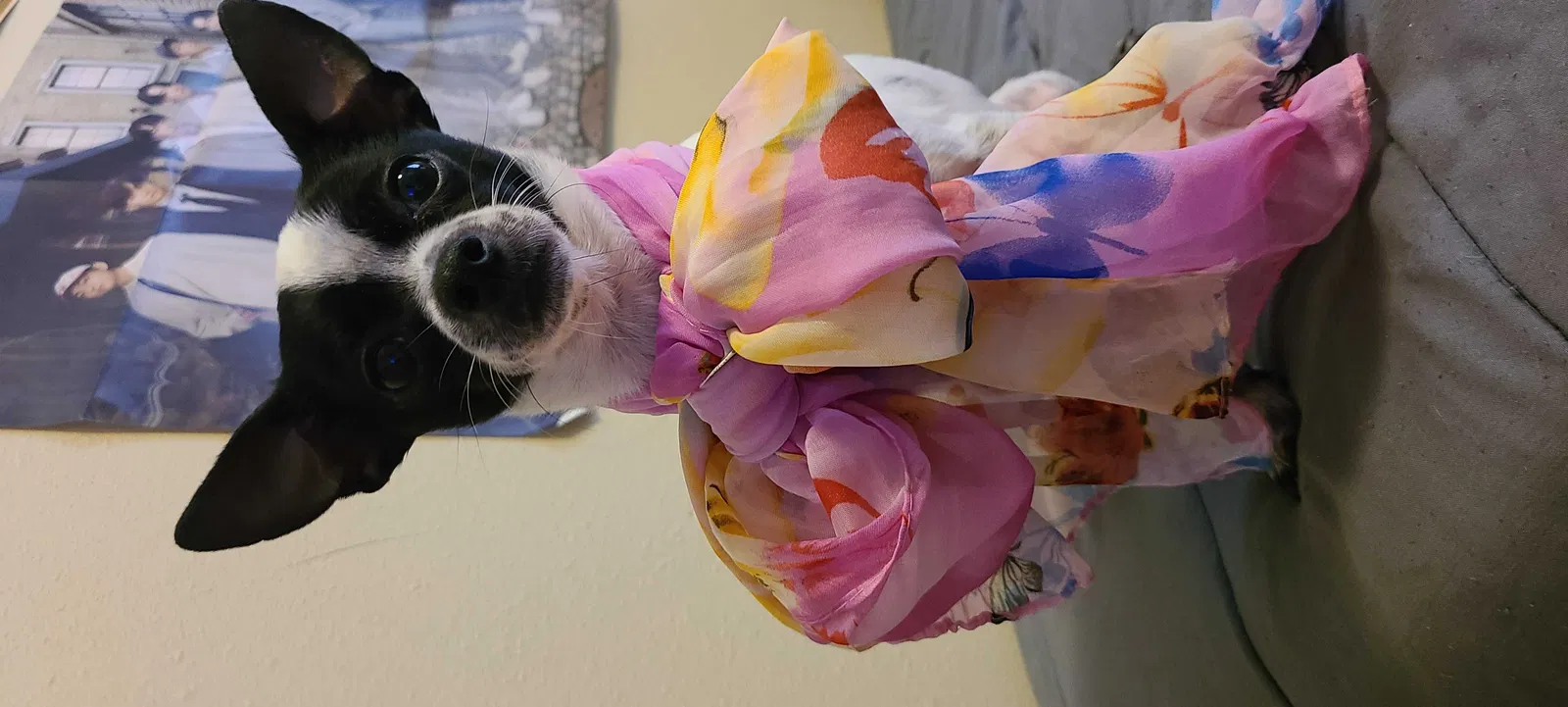 Lost dog in Baton Rouge, LA, 70816