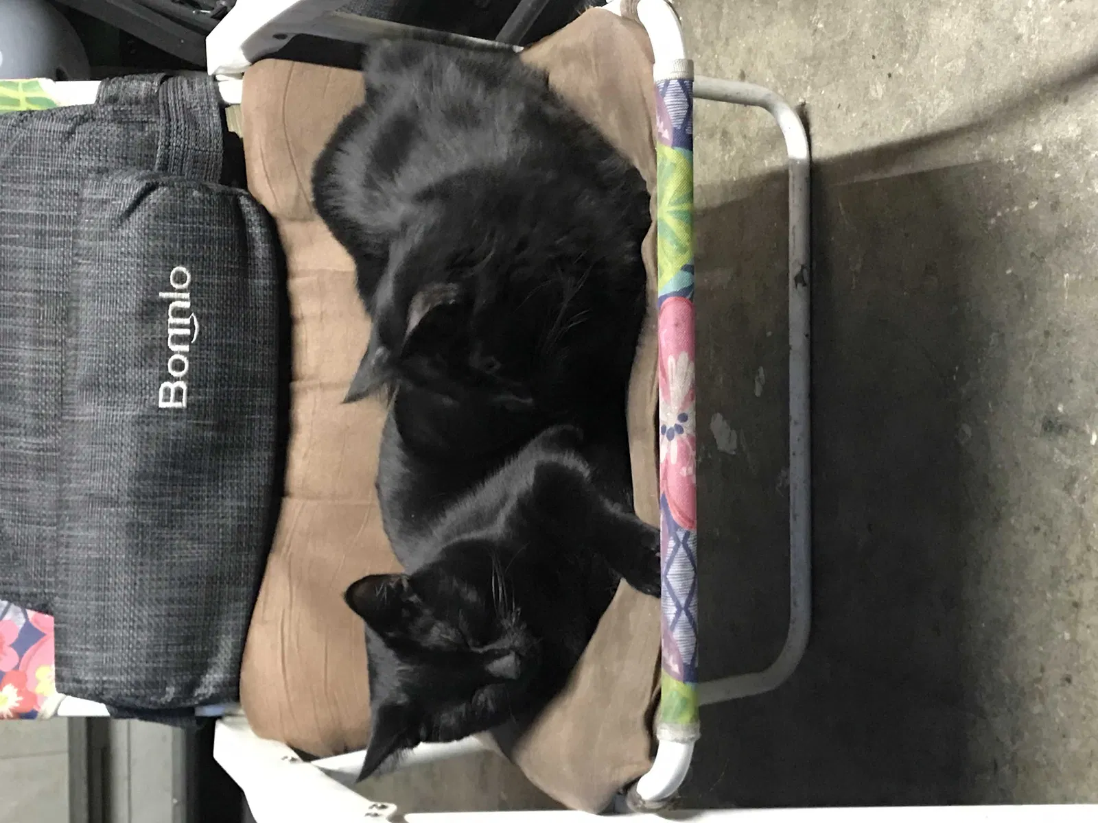 Lost cat in Hemet, CA, 92544