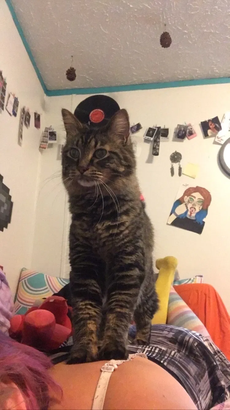 Lost cat in Saint Paul, MN, 55112