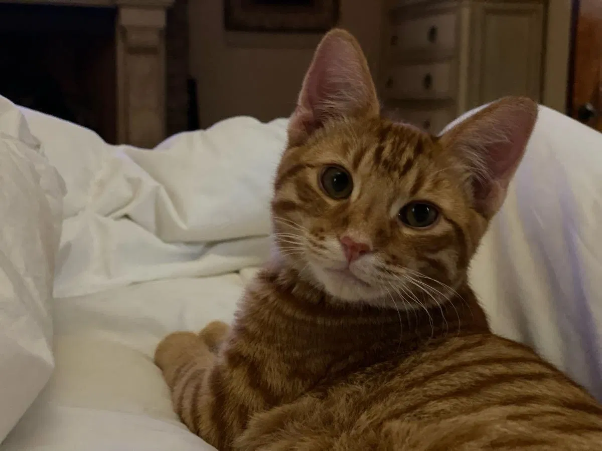 Lost cat in Chandler, AZ, 85249