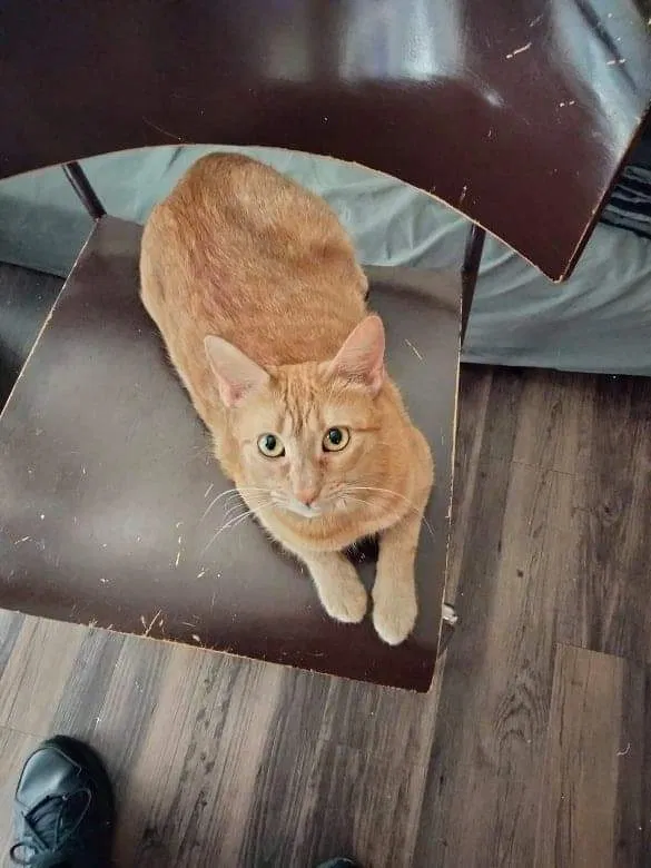 Lost cat in Dallas, TX, 75228