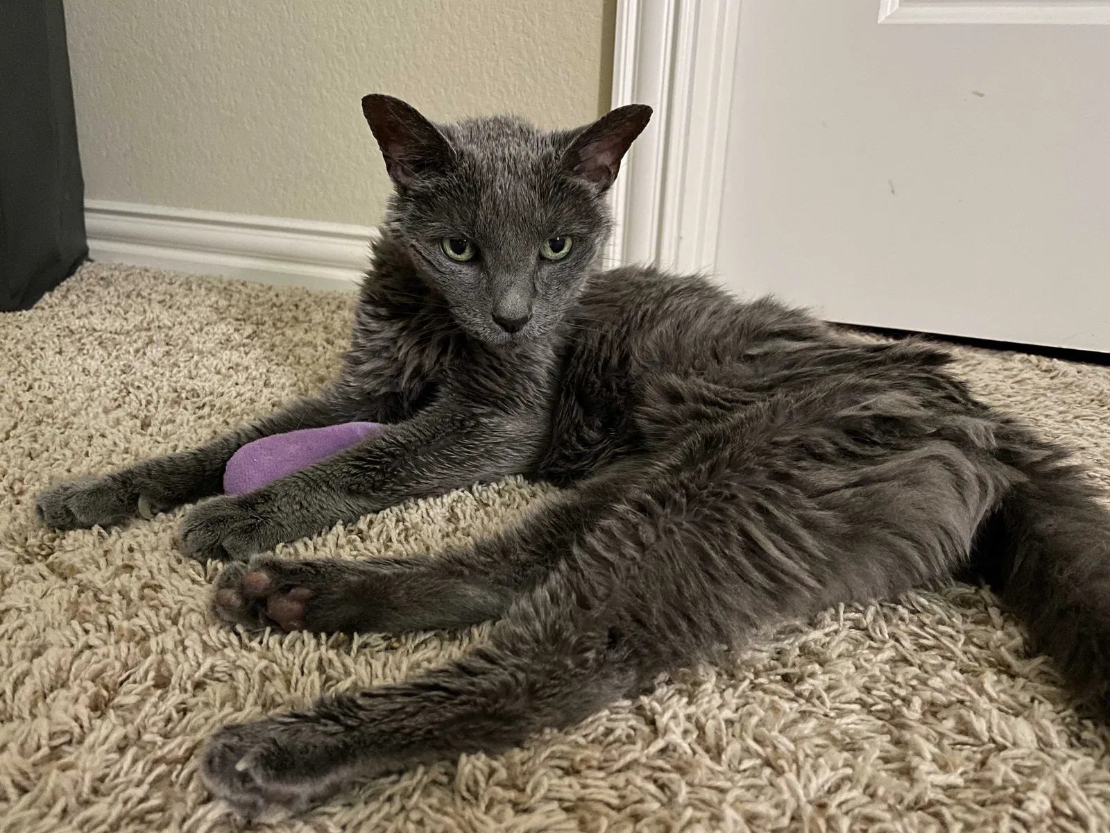 Lost cat in Buda, TX, 78610