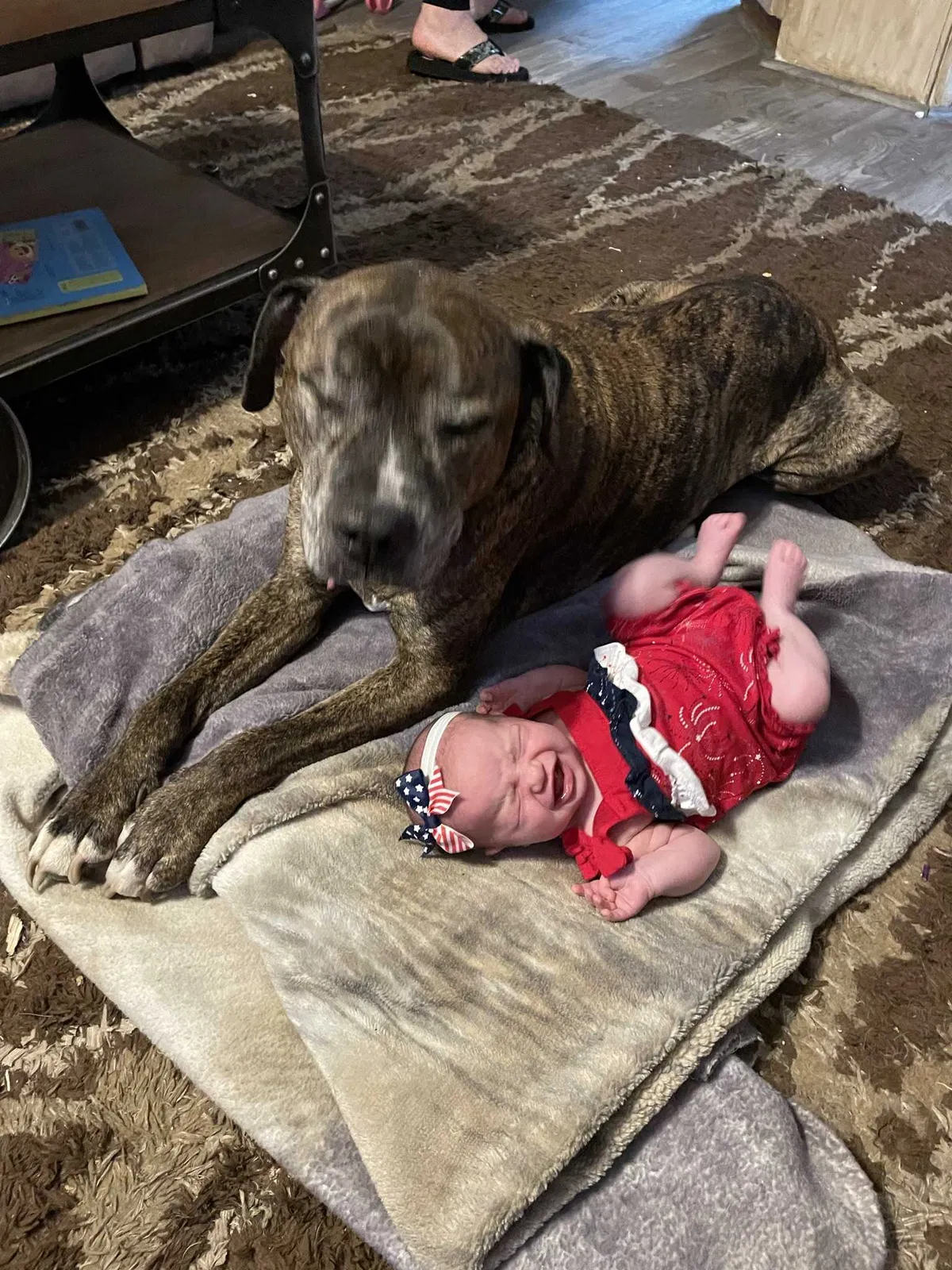 Lost dog in Georgetown, PA, 15043