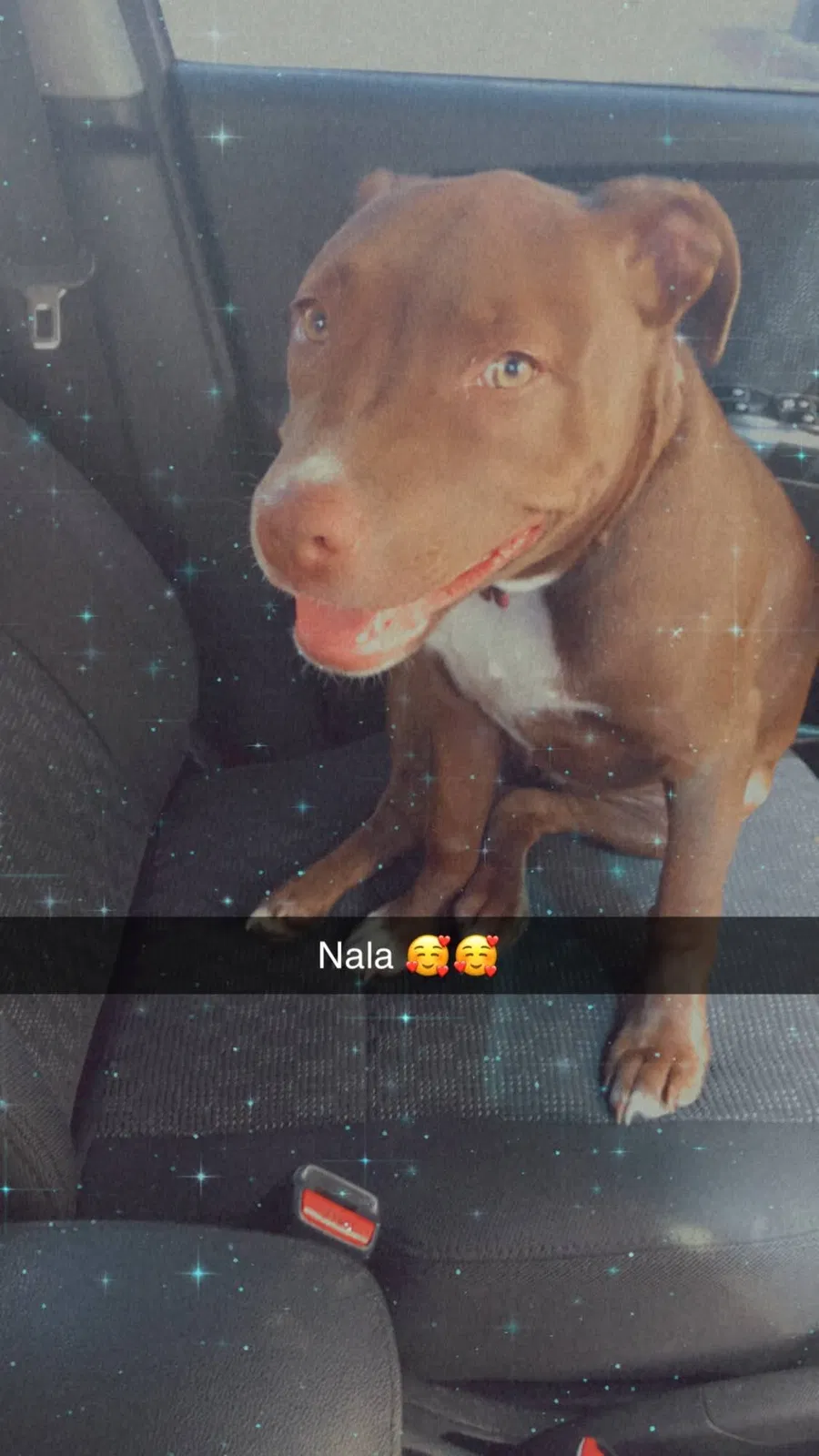 Lost dog in Indianapolis, IN, 46240
