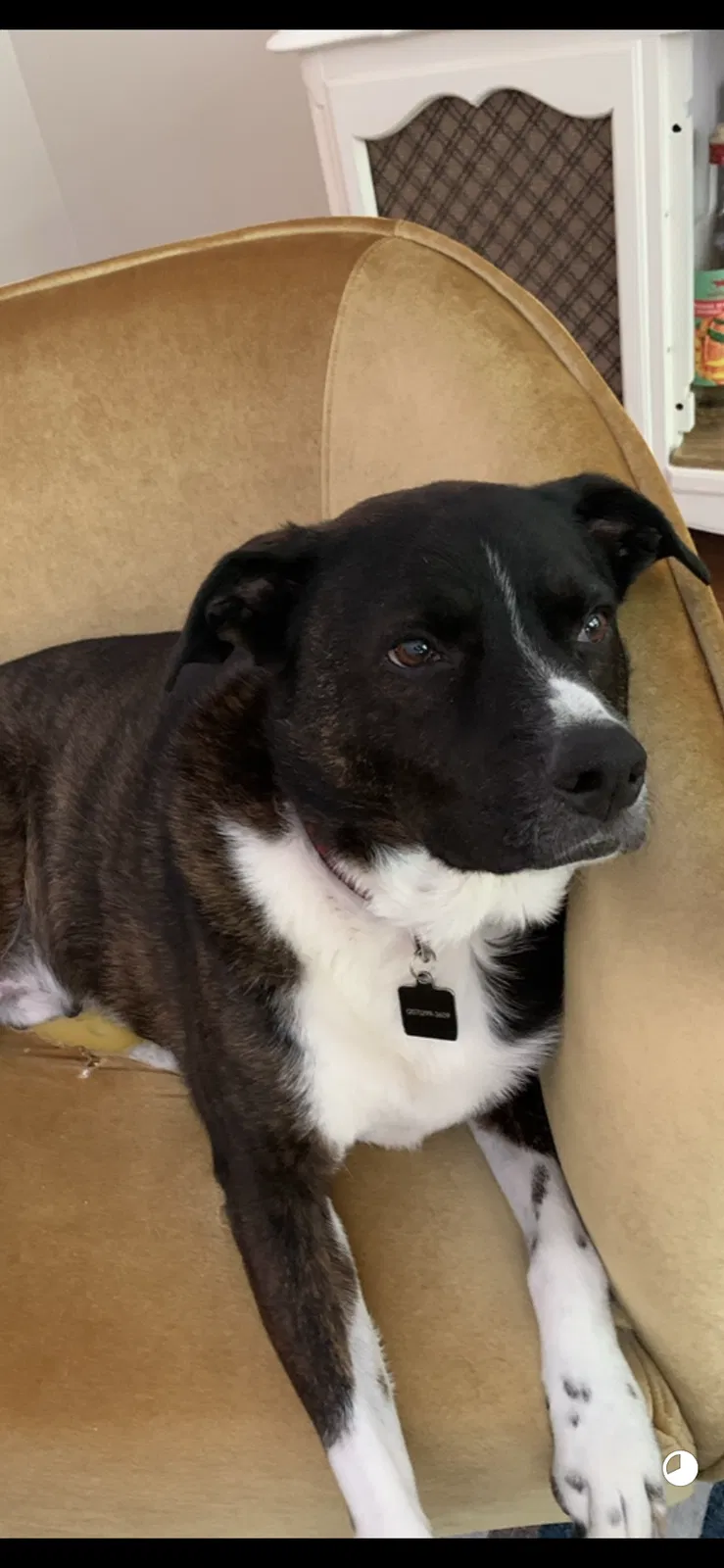 Lost dog in Fayetteville, GA, 30215