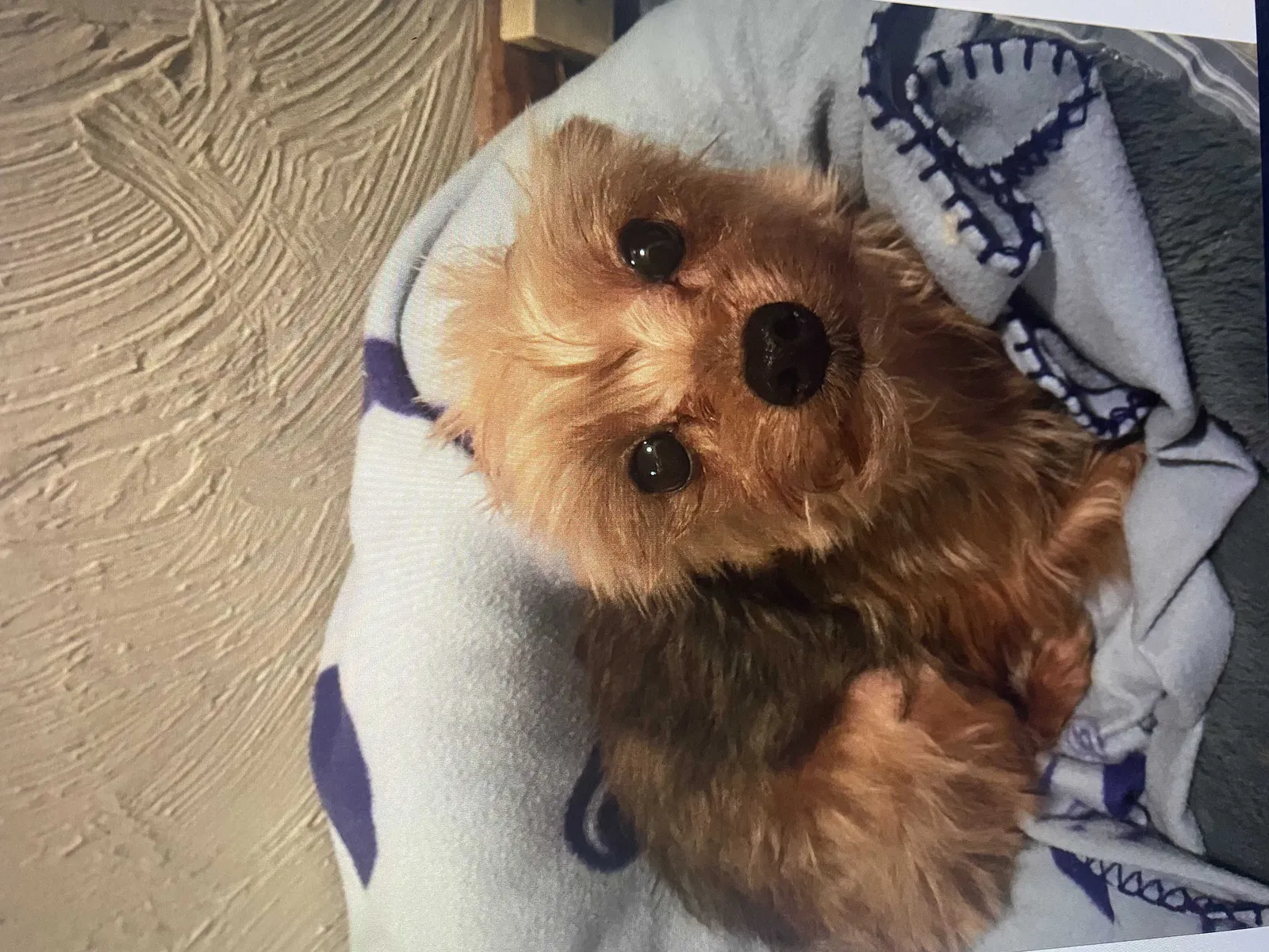 Lost dog in Youngwood, PA, 15697