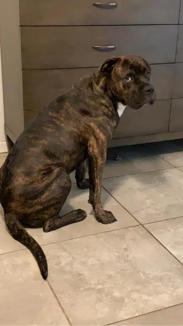 Lost dog in Vero Beach, FL, 32967