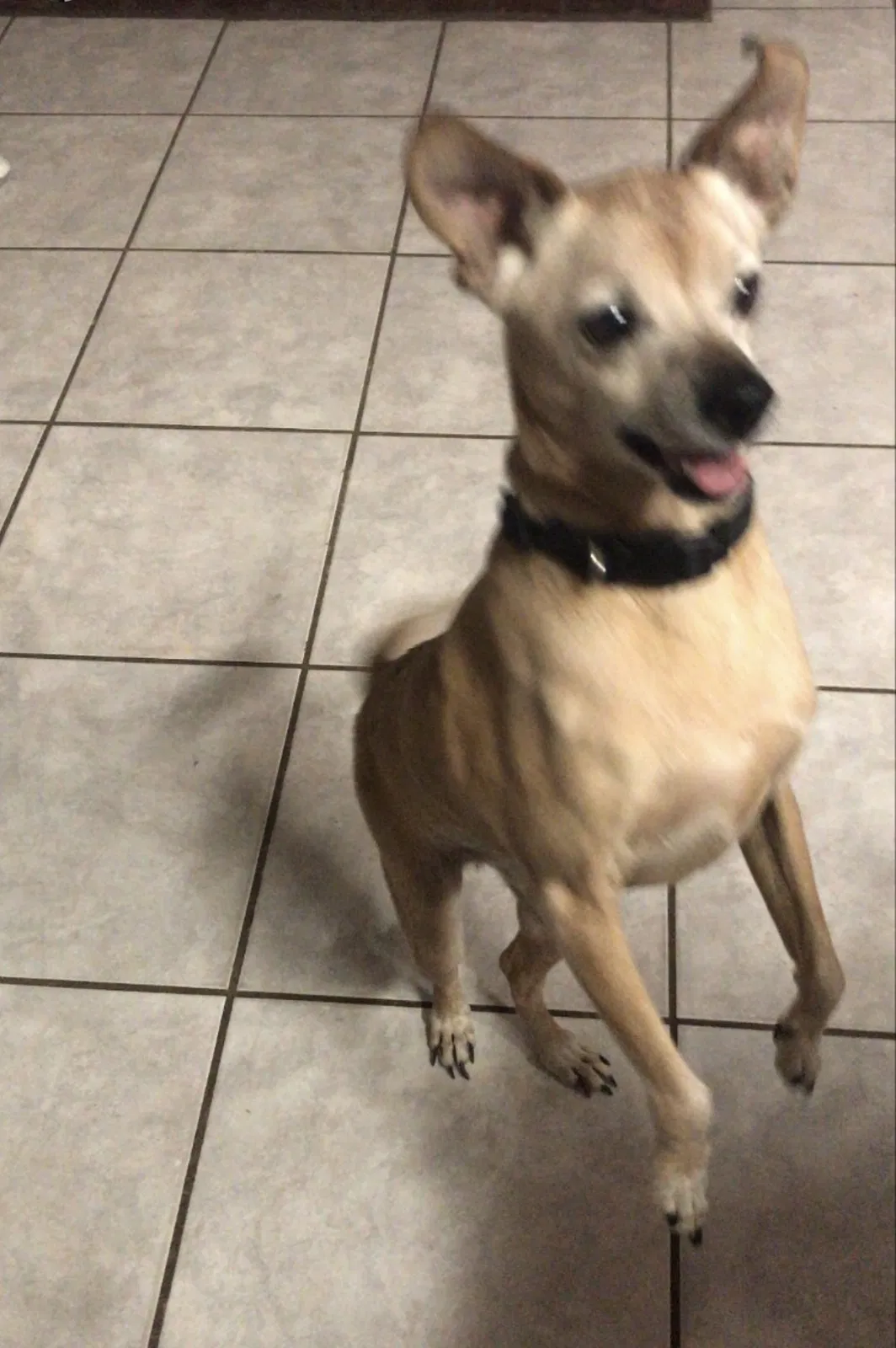 Lost dog in Indio, CA, 92201