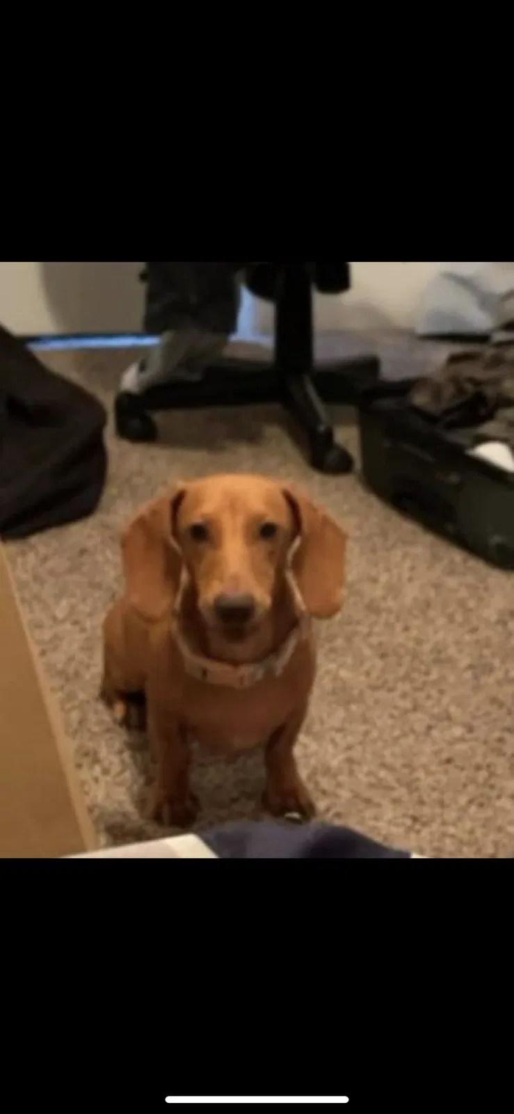 Lost dog in Riverside, CA, 92505