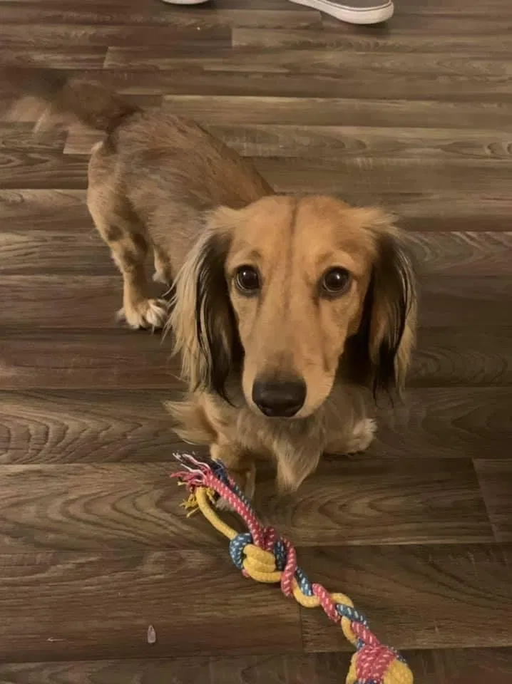 Lost dog in Canyon Country, CA, 91387