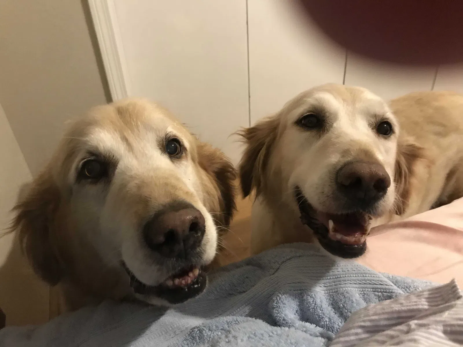 Lost dog in Heber Springs, AR, 72543