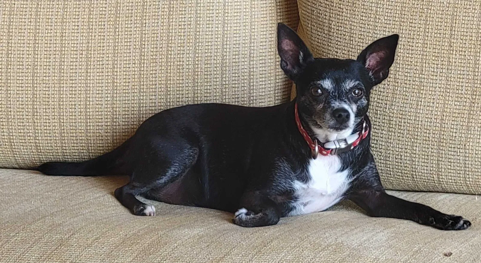 Lost dog in Newport Coast, CA, 92657