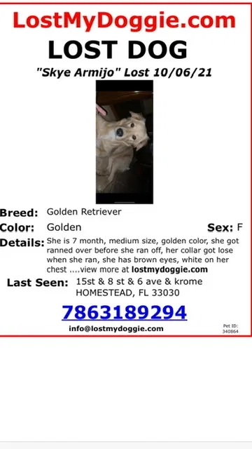 Lost dog in Homestead, FL, 33030