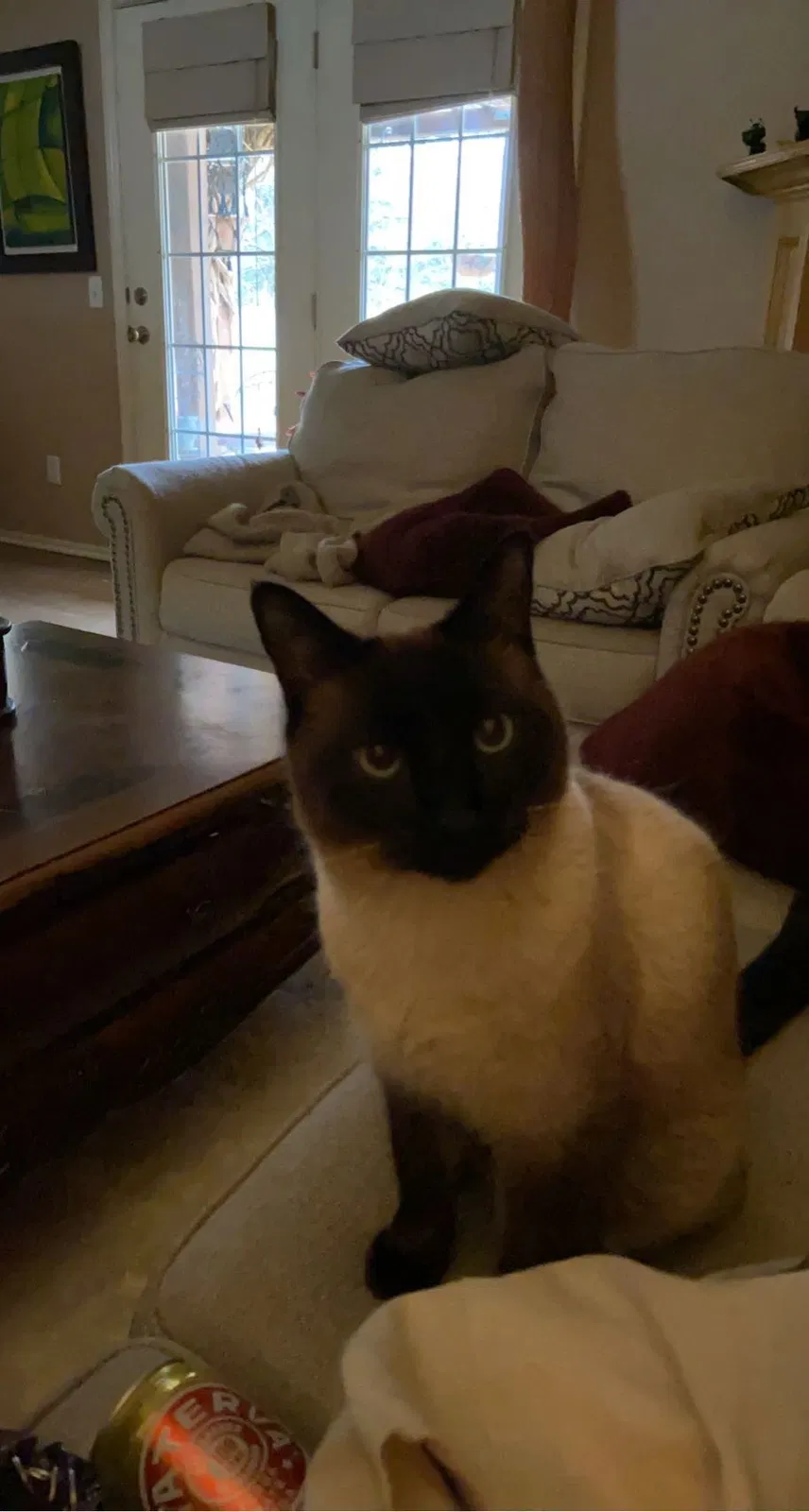 Lost cat in Norman, OK, 73071
