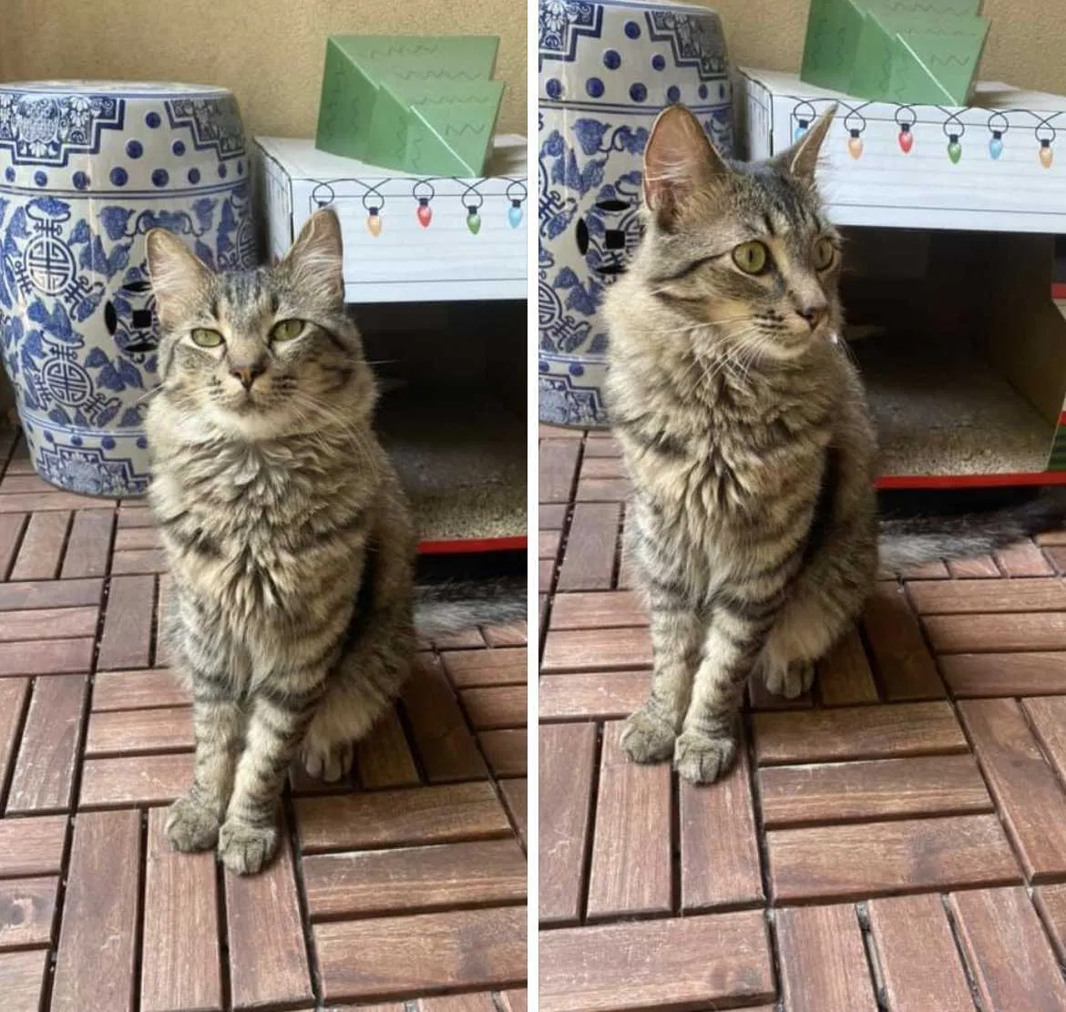 Lost cat in Dallas, TX, 75204
