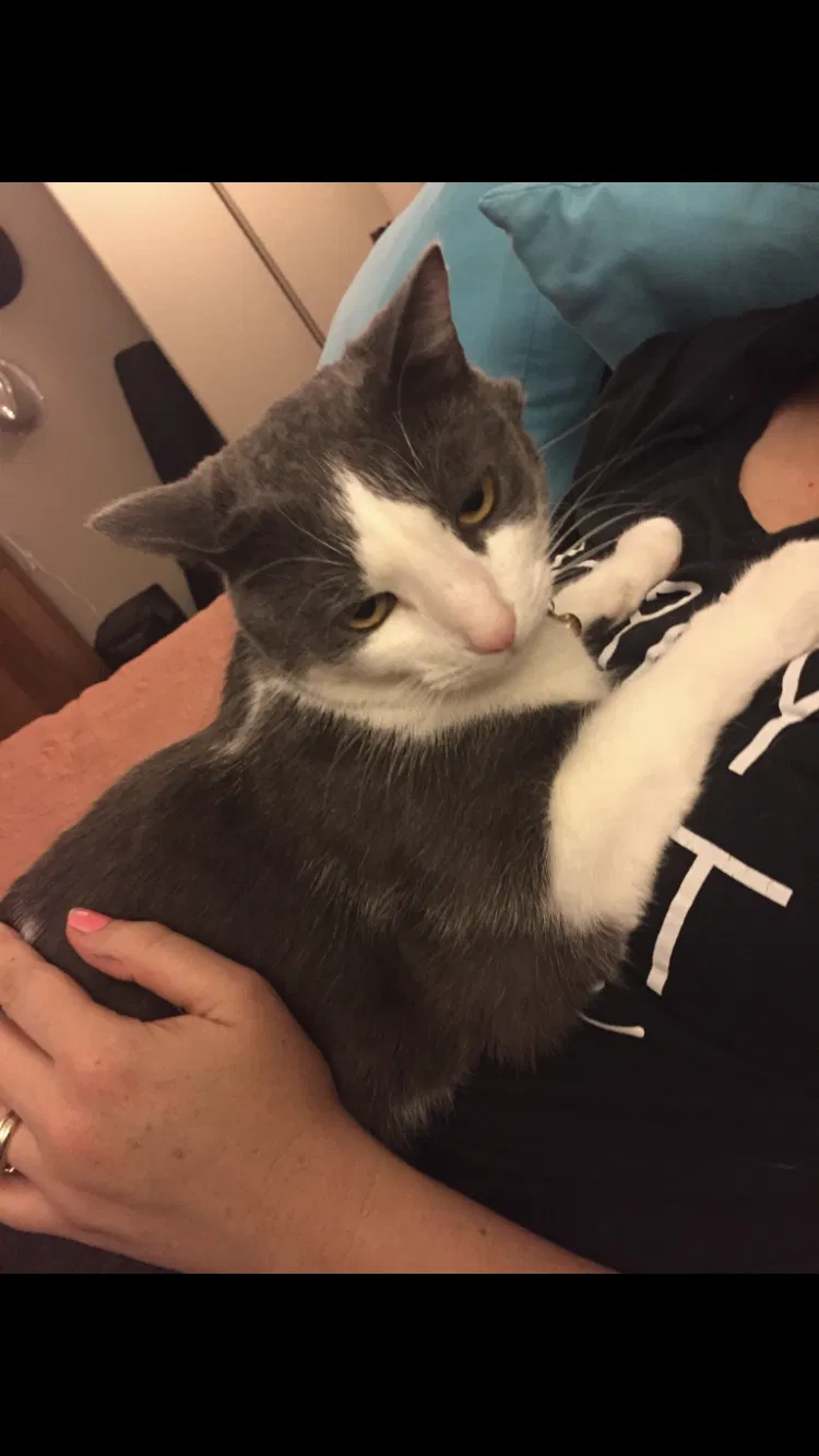 Lost cat in Manteca, CA, 95337