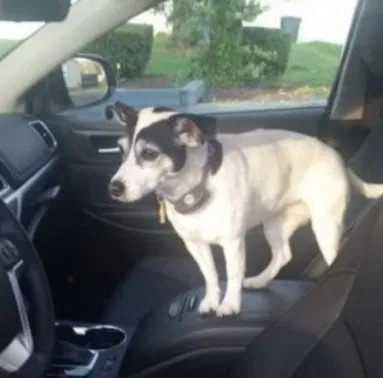 Lost dog in Bridgeton, NJ, 8302