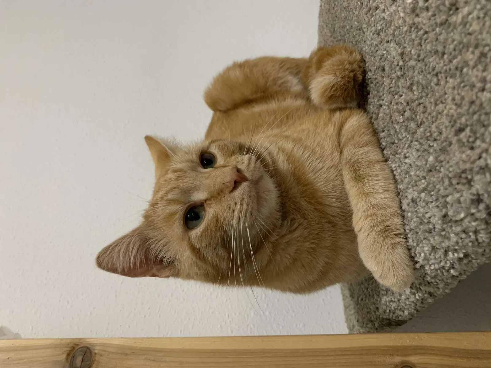 Lost cat in Seattle, WA, 98118
