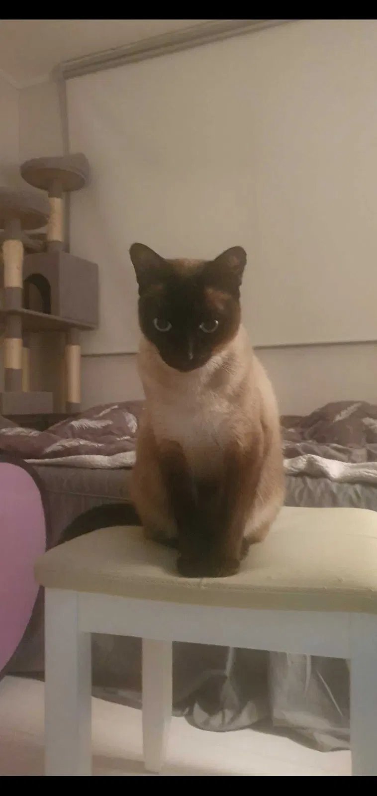 Lost cat in Graham, NC, 27253