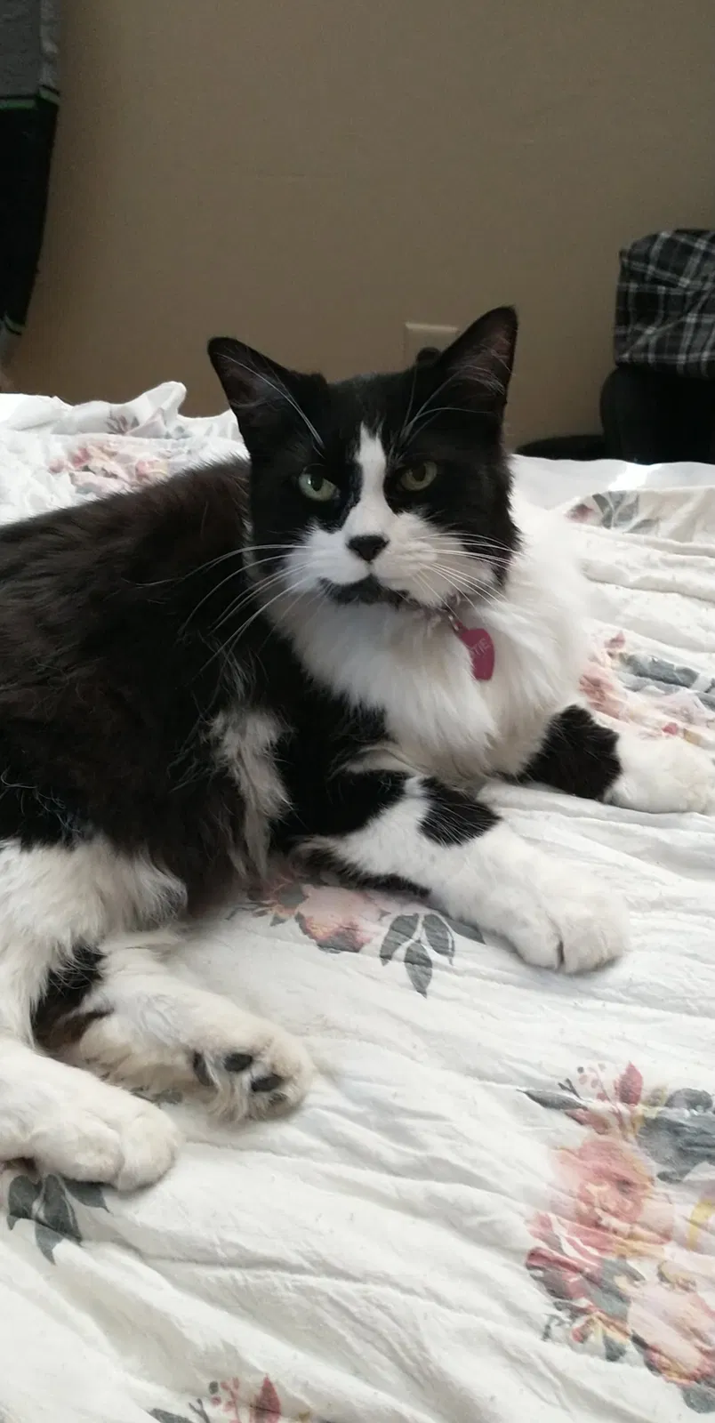 Lost cat in Port Saint Lucie, FL, 34983