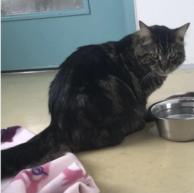 Lost cat in Chicago, IL, 60626