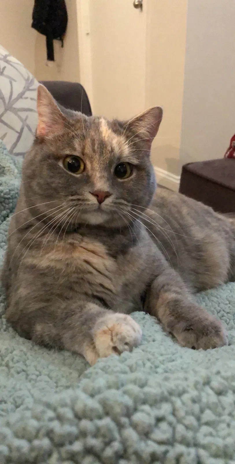 Lost cat in Denver, CO, 80223