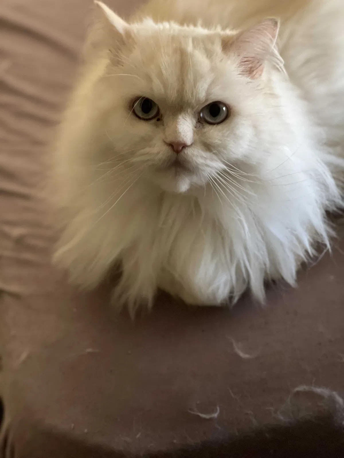 Lost cat in Milford, OH, 45150