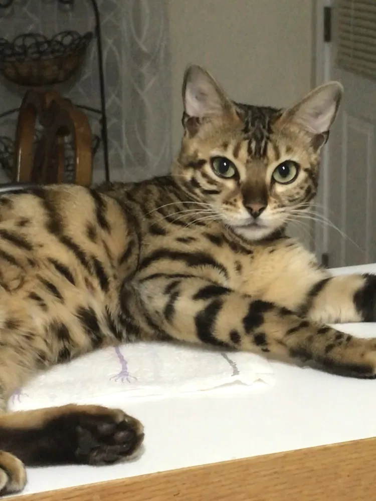 Lost cat in Lake In The Hills, IL, 60156