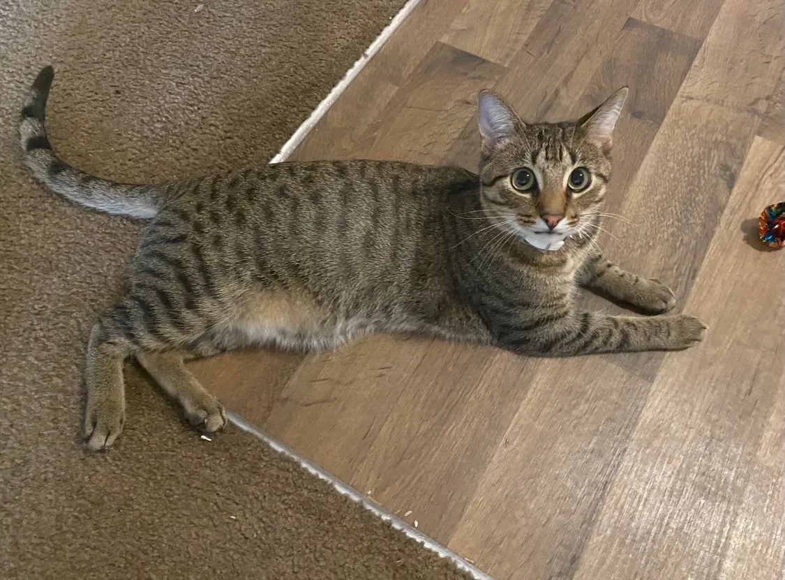 Lost cat in Minneapolis, MN, 55407