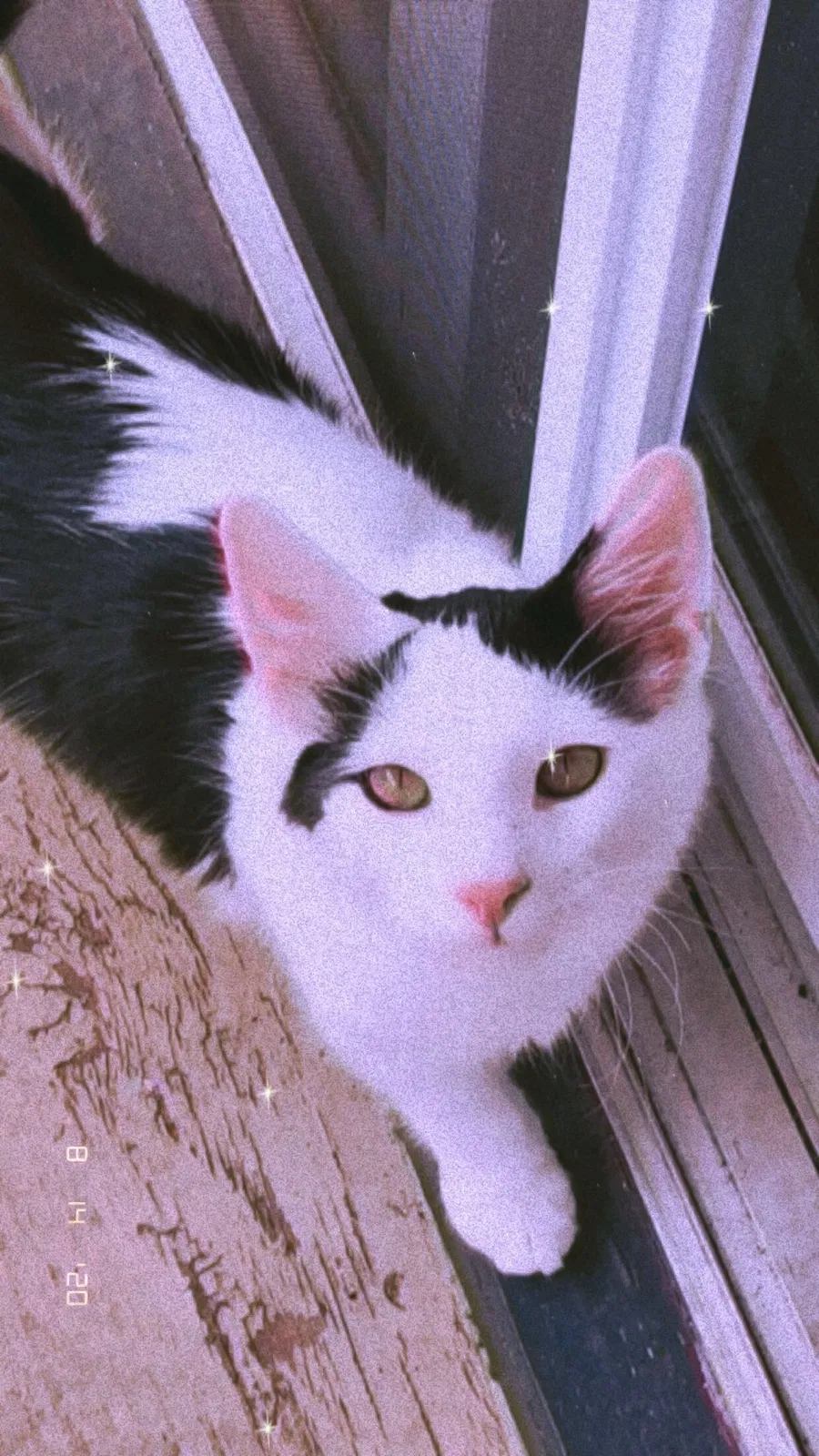 Lost cat in Oklahoma City, OK, 73132