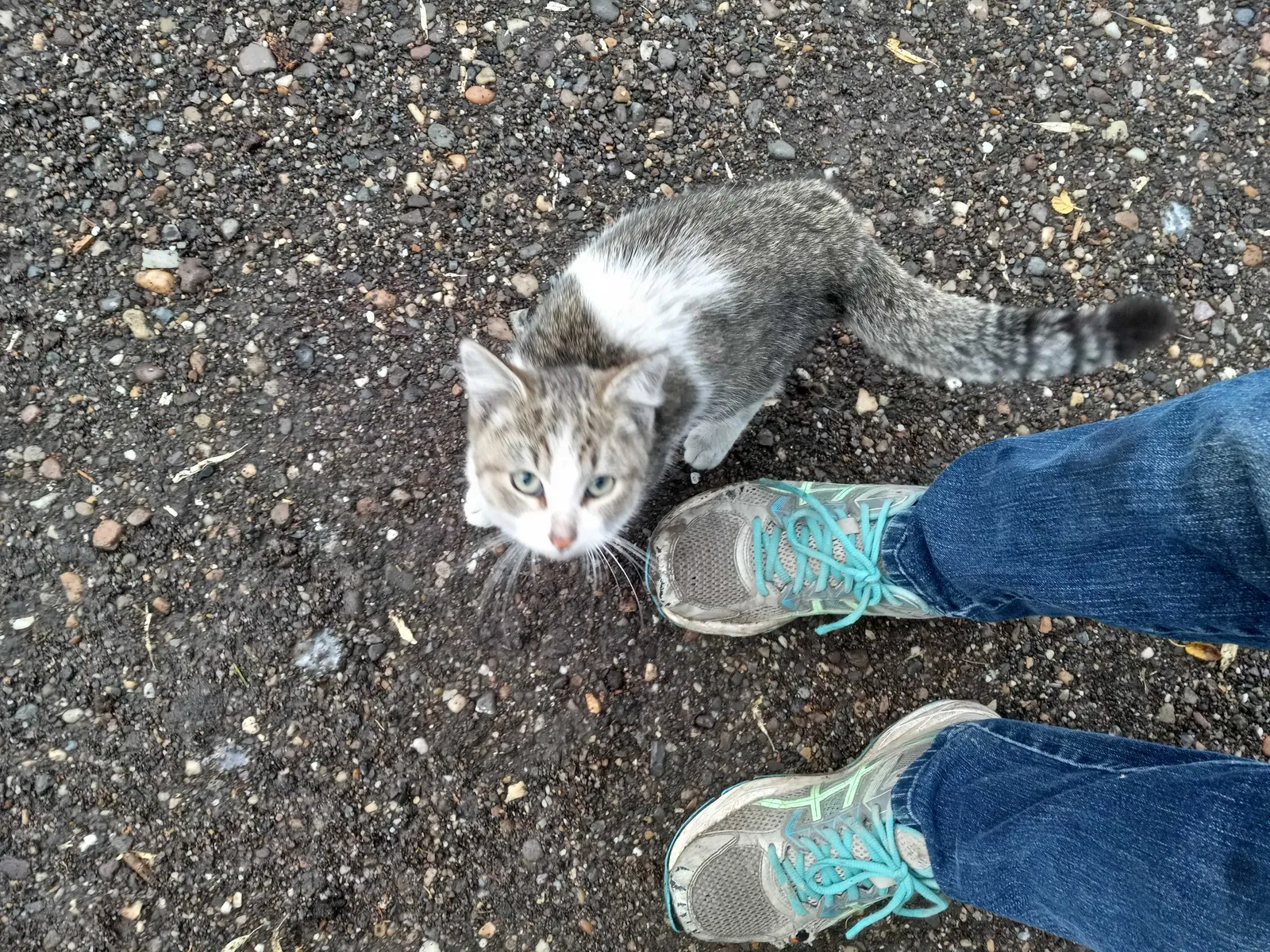 Found cat in Declo, ID, 83323