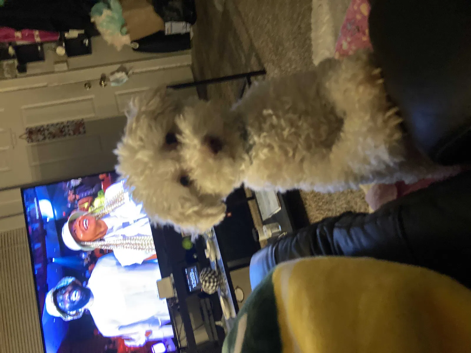 Lost dog in Vallejo, CA, 94590