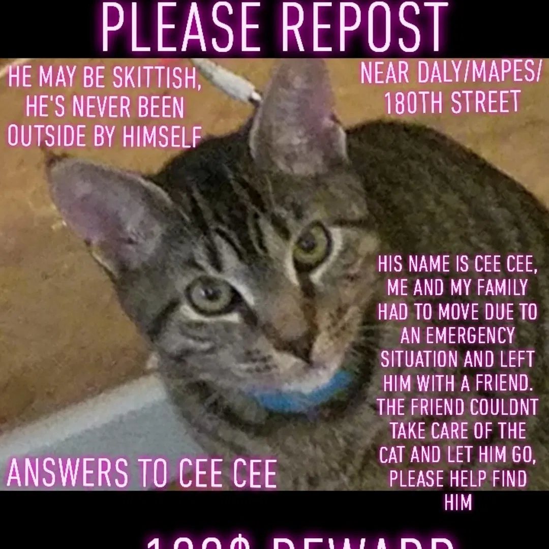 Lost cat in Bronx, NY, 10460