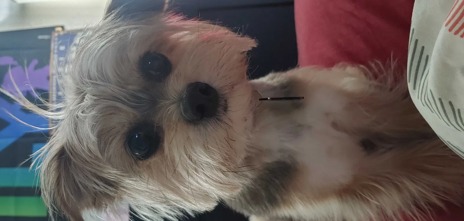 Lost dog in Fort Worth, TX, 76107