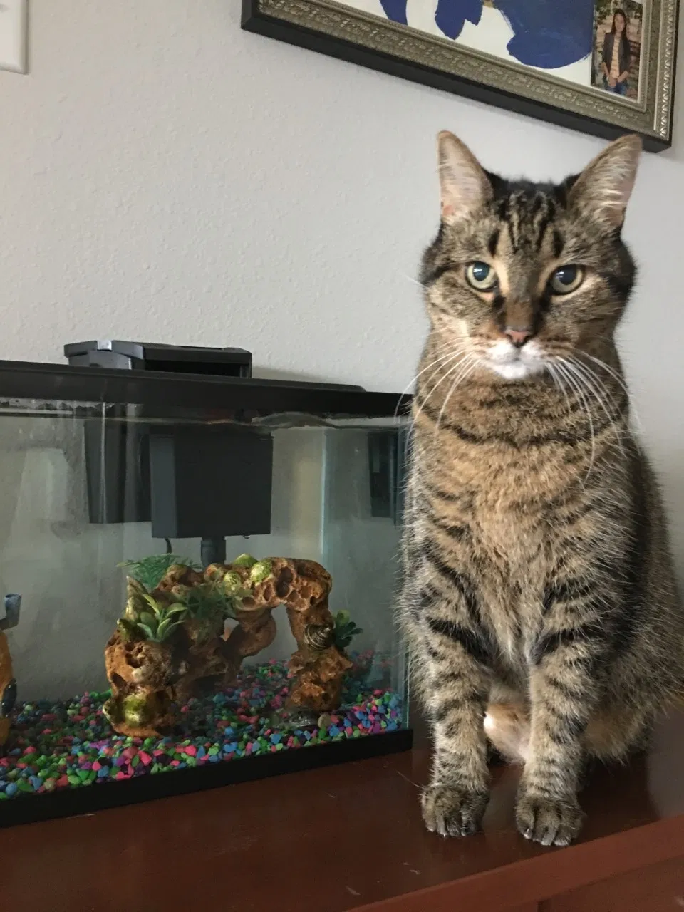 Lost cat in Katy, TX, 77494