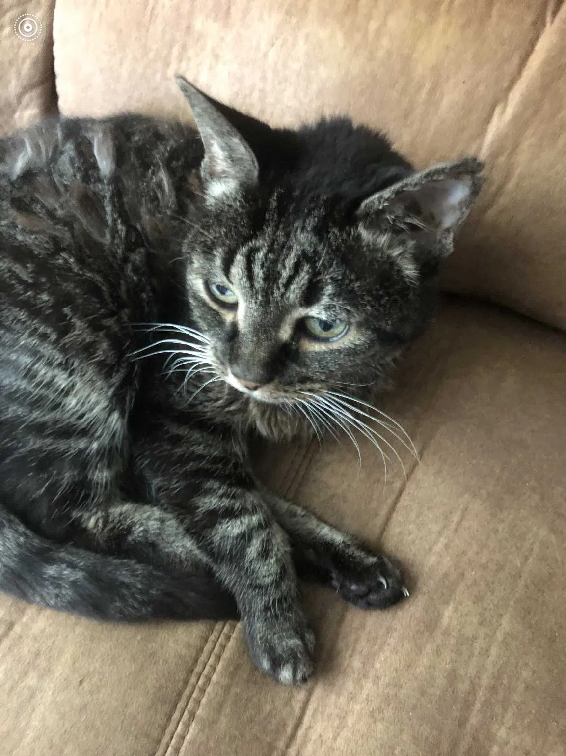 Lost cat in Bound Brook, NJ, 8805