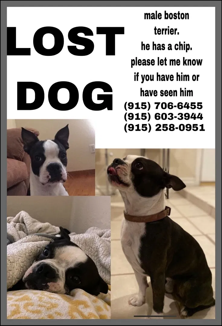 Lost dog in El Paso, TX, 79912
