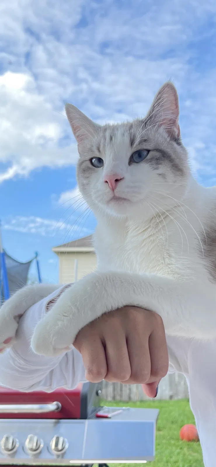 Lost cat in Humble, TX, 77338