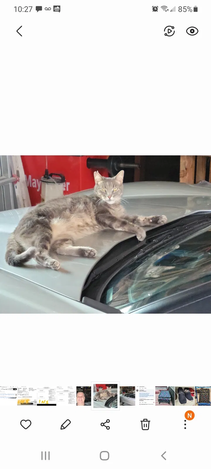 Lost cat in Long Beach, CA, 90807