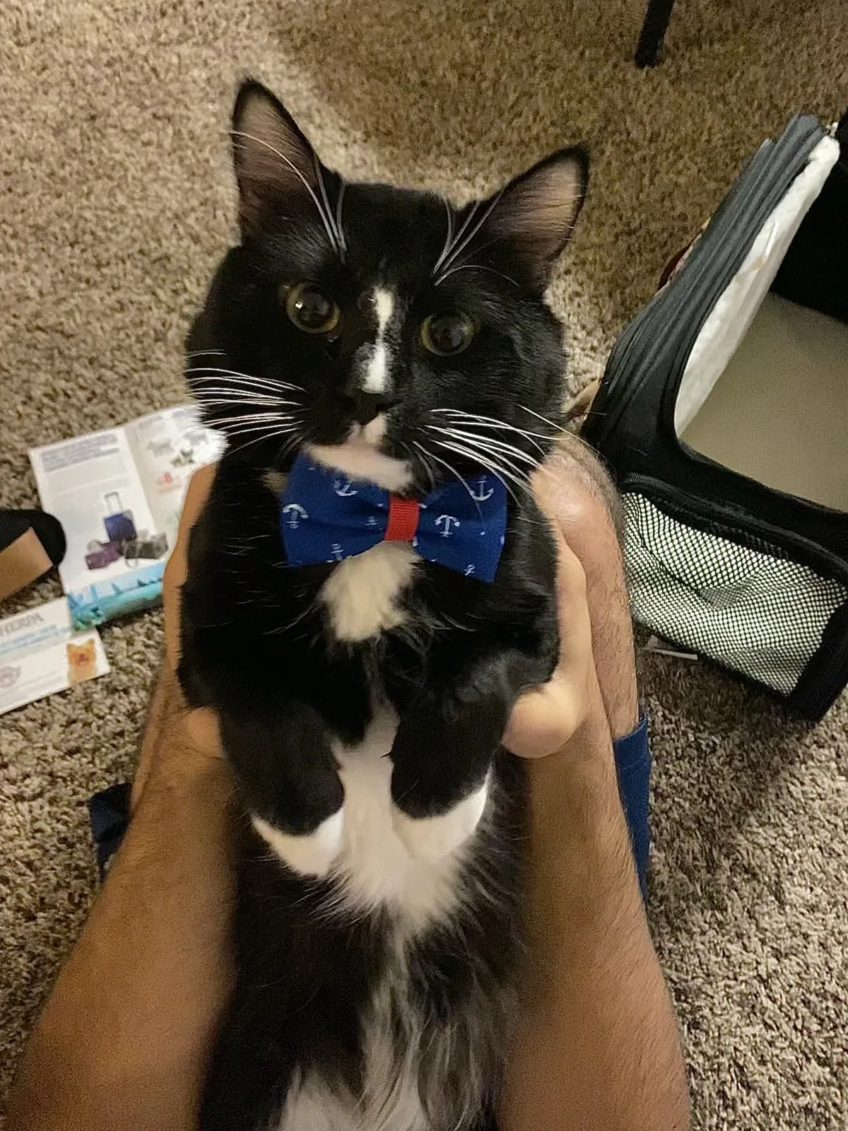 Lost cat in Gainesville, FL, 32607