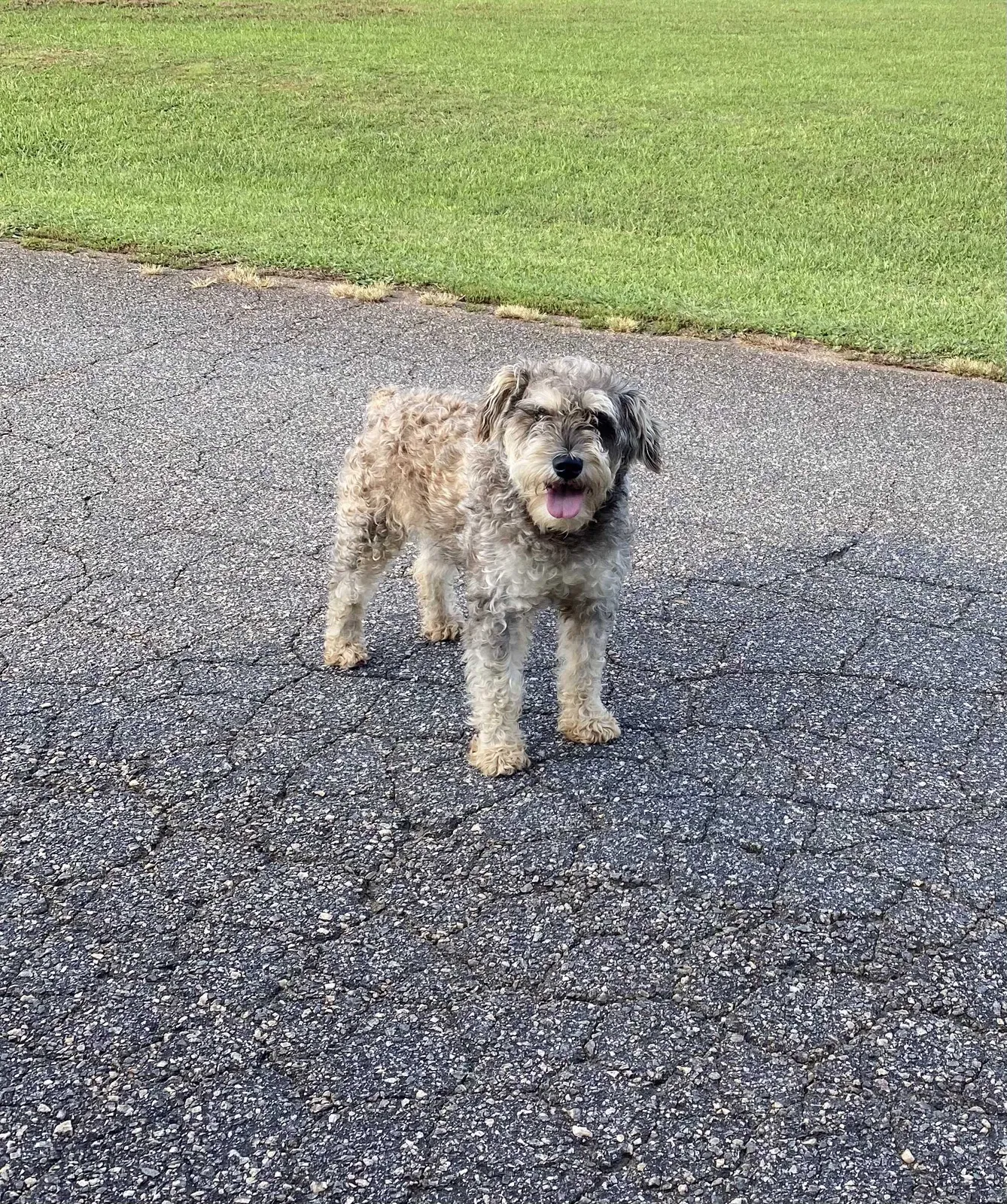 Lost dog in Conover, NC, 28613