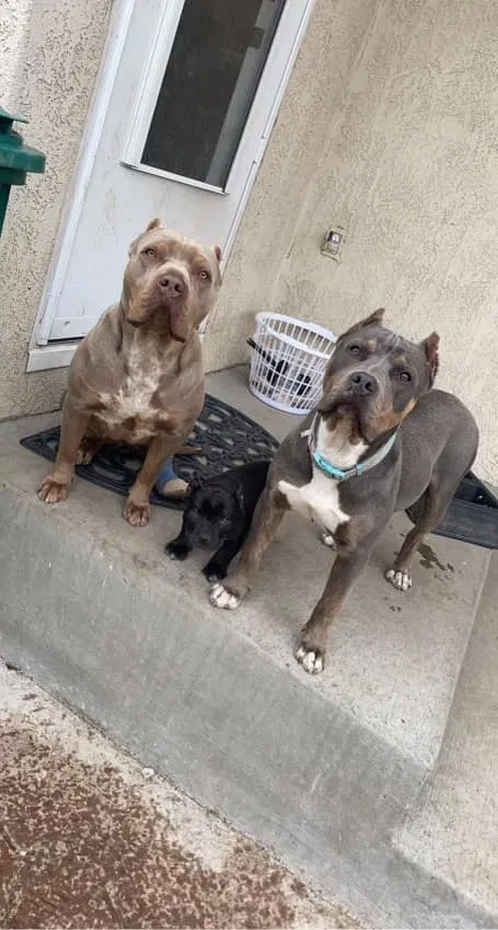 Lost dog in Colorado Springs, CO, 80909
