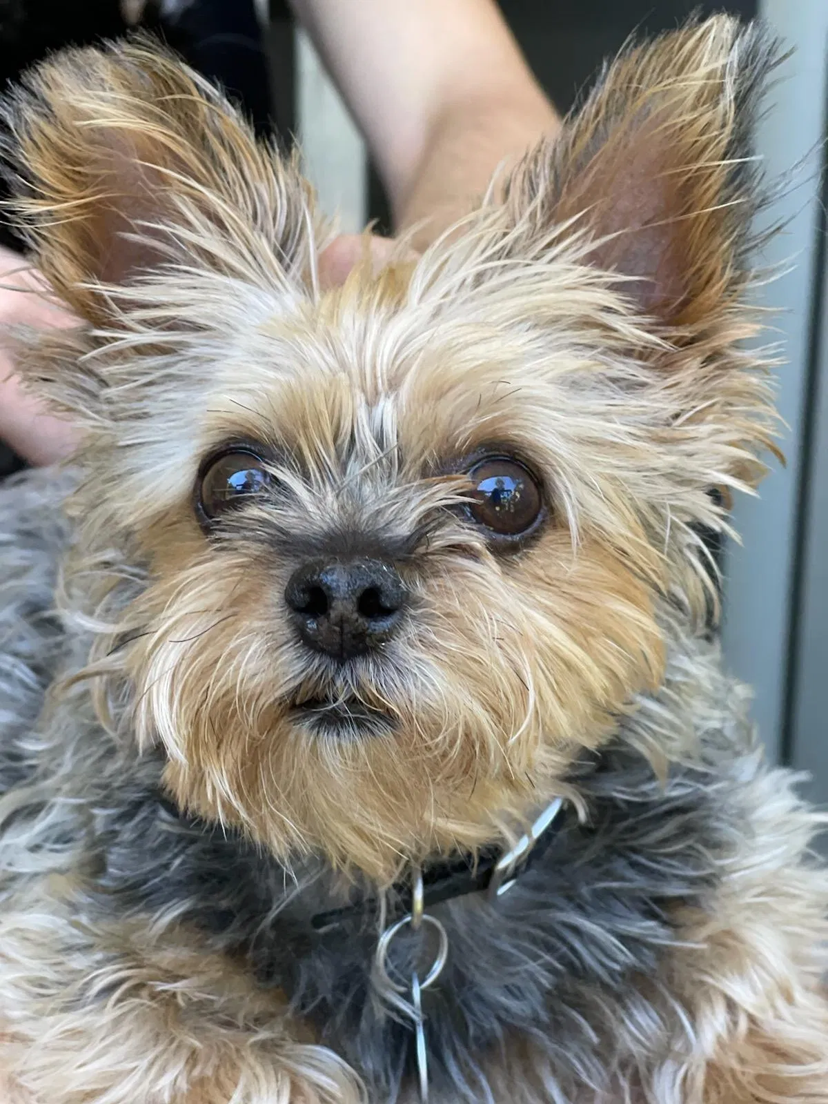 Lost dog in Pasadena, CA, 91106