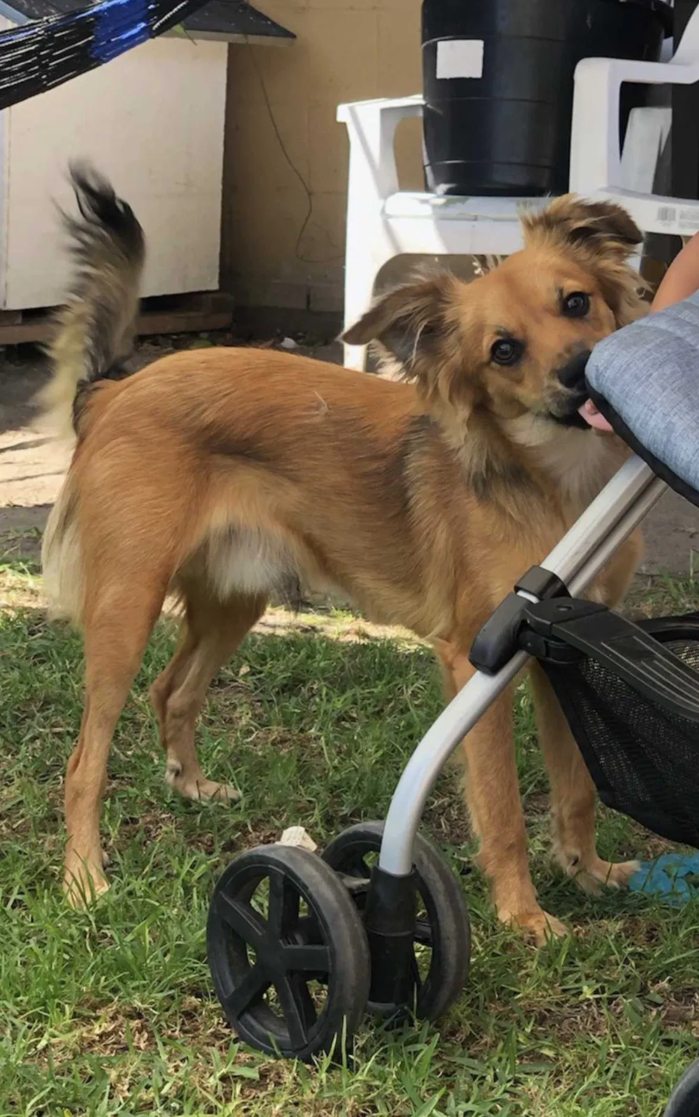 Lost dog in Norwalk, CA, 90650