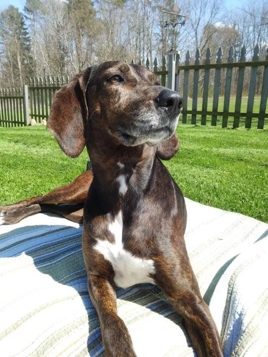 Lost dog in Jamestown, PA, 16134