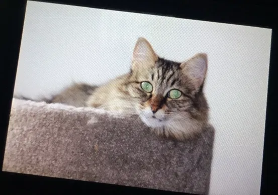 Lost cat in Llano, TX, 78643
