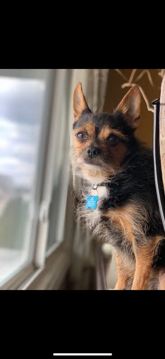 Lost dog in Detroit, MI, 48221